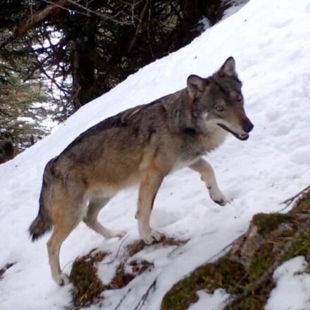 Vivre avec les Loups